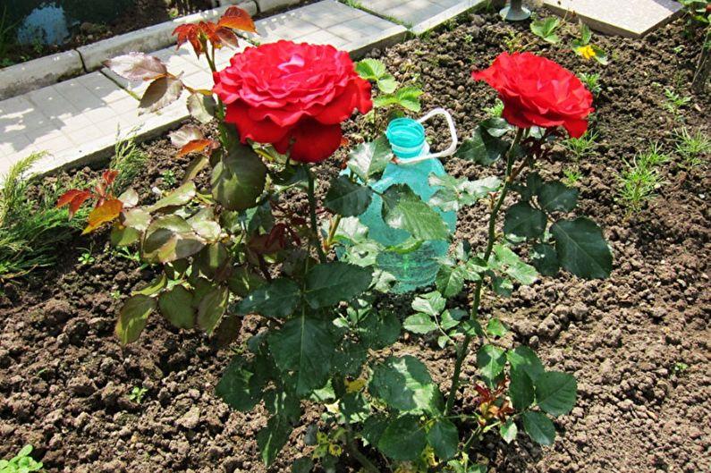 Размножение английской розы черенкованием