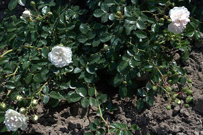 Размножение английской розы отпрысками