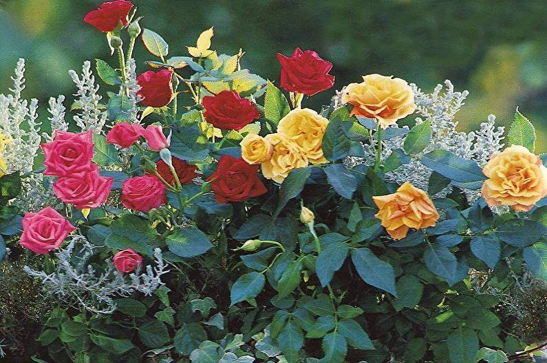 Английская роза - фото