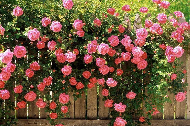 Английская роза (85 фото): виды и сорта, уход
