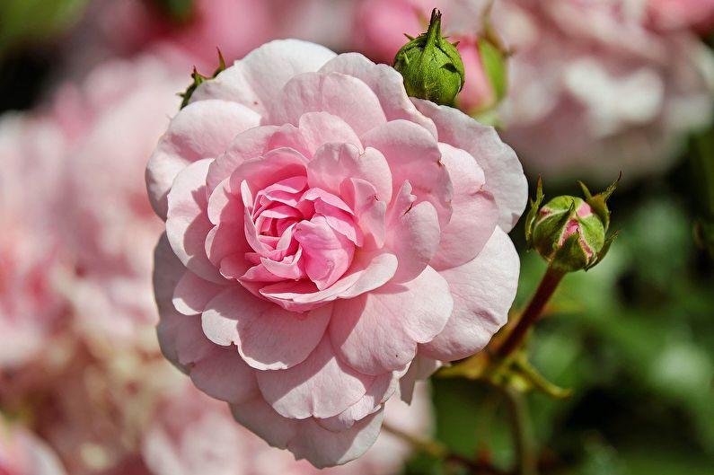 Розы для начинающих садоводов: самые неприхотливые сорта