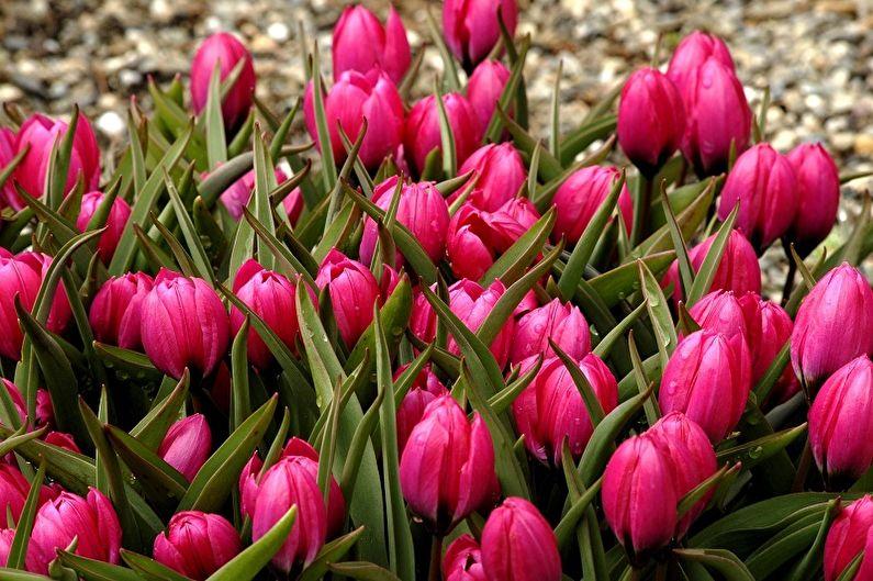 Многолетние цветы для дачи и сада - Тюльпаны