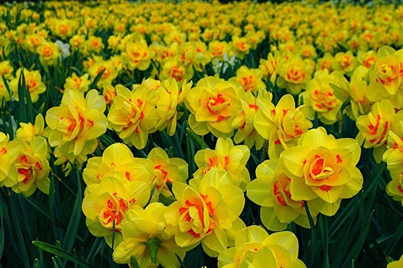 Многолетние цветы для дачи и сада - Нарциссы