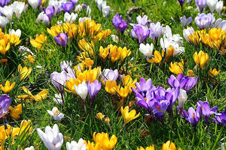 Многолетние цветы для дачи и сада - Крокусы