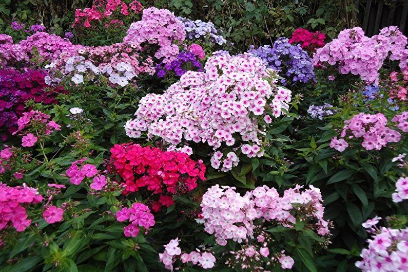 Многолетние цветы для дачи и сада - Флоксы