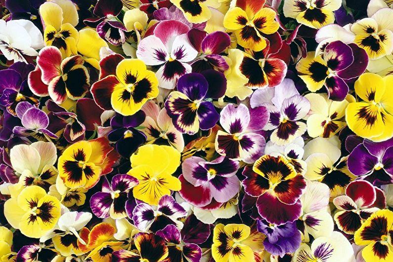 Многолетние цветы для дачи и сада - Анютины глазки
