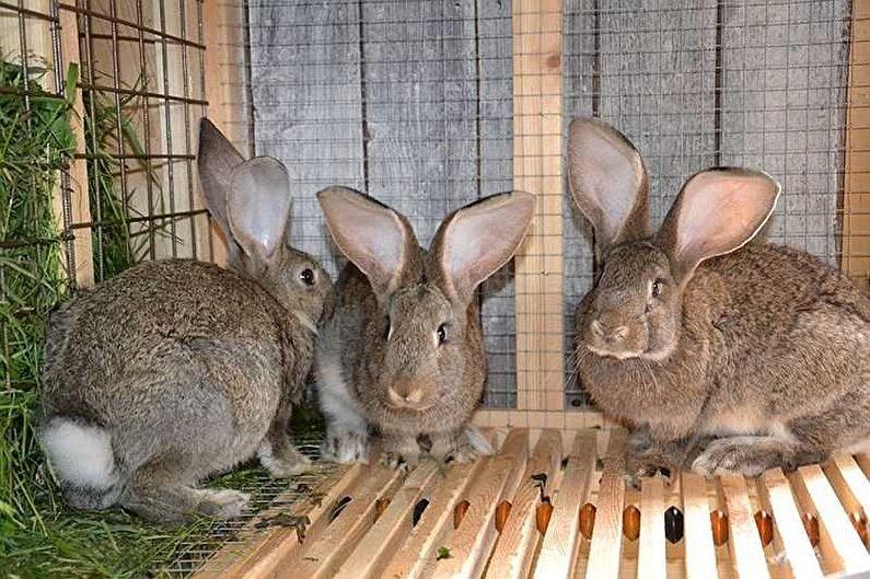 Клетки для содержания кроликов
