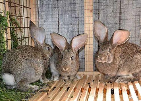Клетки для кроликов своими руками (70 фото)