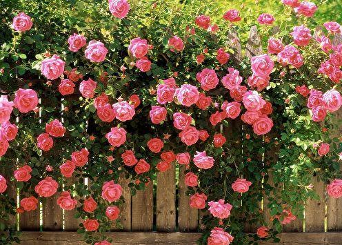 Английская роза (85 фото): виды и сорта, уход